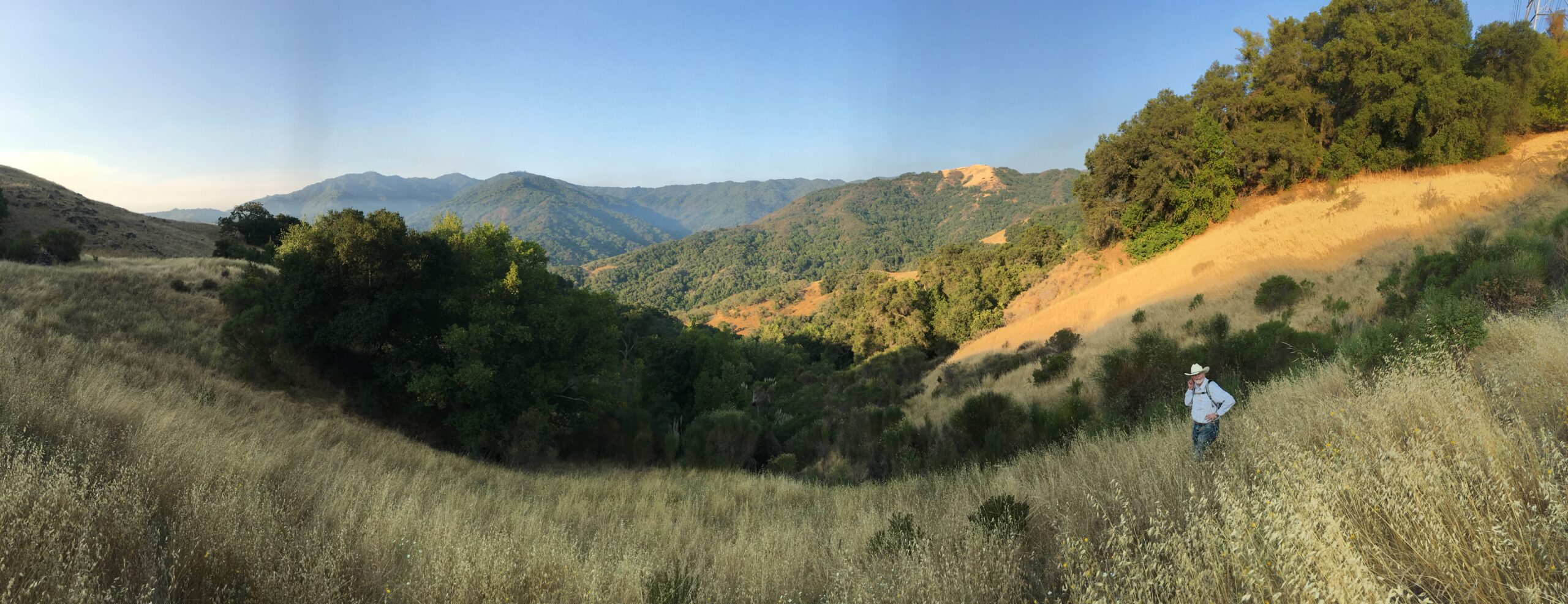 The steep, densely vegetated drainage at Upper Jacques Gulch in Almaden Quicksilver County Park